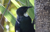 Tui