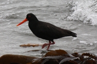 Variable oystercatcher