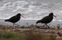 Variable oystercatcher