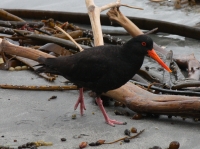 Variable oystercatcher