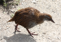 Weka