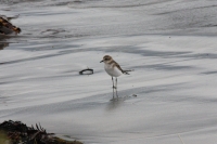 Western sandpiper