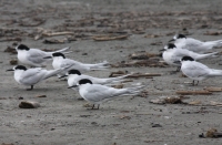 White-fronted tern