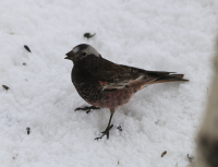 Black rosy-finch, Utah, April 2017