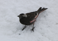 Black rosy-finch, Utah, April 2017