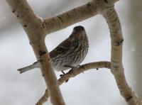 Cassin's finch, Utah, April 2017