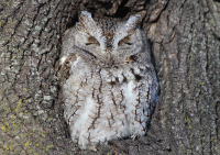 Eastern screech owl, Boston, March 2015