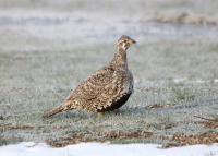 Female sage grouse, Utah, April 2017