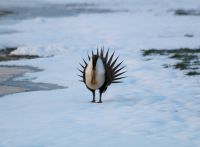 Male sage grouse, Utah, April 2017