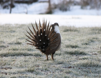 Male sage grouse, Utah, April 2017