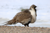 Male sage grouse, Utah, April 2017