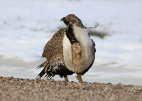 Male sage grouse, Utah, April 2017