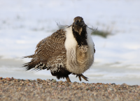 Male sage grouse, Utah, April 2017