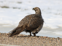 Male sage grouse, Utah, April 2017