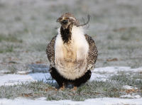 Male sage grouse, Utah, April 2017