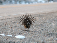 Male sage grouse, Utah, April 2017