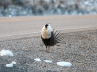 Male sage grouse, Utah, April 2017