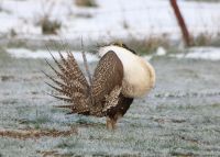 Male sage grouse, Utah, April 2017