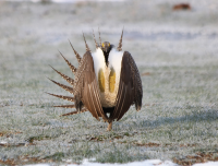 Male sage grouse, Utah, April 2017