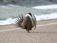 Male sage grouse, Utah, April 2017