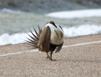 Male sage grouse, Utah, April 2017