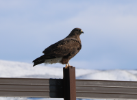 Dark morph swainson's, Utah, April 2017