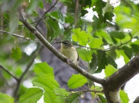 Black-throated blue warbler (female)