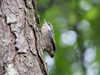 Brown-headed nuthatch