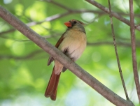 Northern cardinal (female)