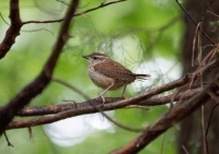 Carolina wren