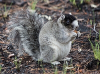 Eastern fox squirrel