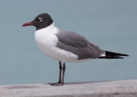 Laughing gull