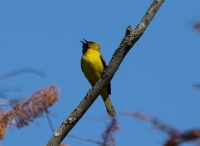 Juvenile orchard oriole