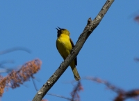 Juvenile orchard oriole