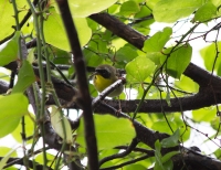 Common yellowthroat