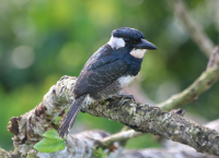 black-breasted-puffbird