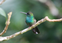 blue-chested-hummingbird