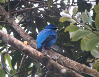 blue-cotinga