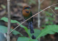 broad-billed-motmot