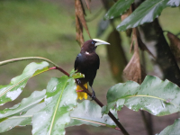 chestnut-headed-oropendola