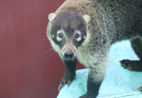 coati