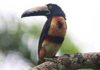 collared-aracari