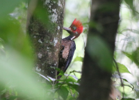 crimson-crested-woodpecker2