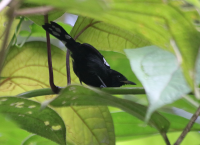 dot-winged-antwren