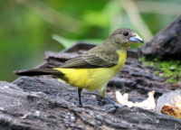 flame-rumped-tanager