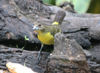 flame-rumped-tanager2