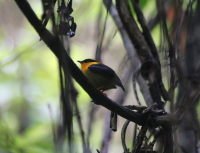 golden-collared-manakin