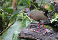 gray-cowled-wood-rail