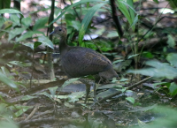 great-tinamou