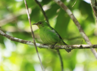 green-honeycreeper